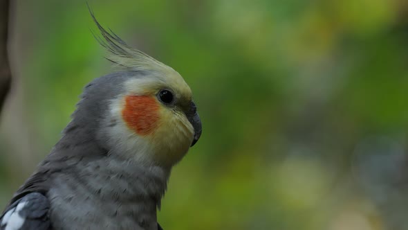 Cockatiel (Nymphicus hollandicus), a small parrot endemic to Australia