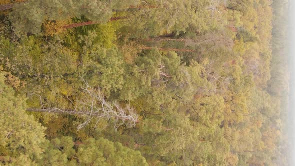 Vertical Video of Forest Landscape in Autumn Slow Motion