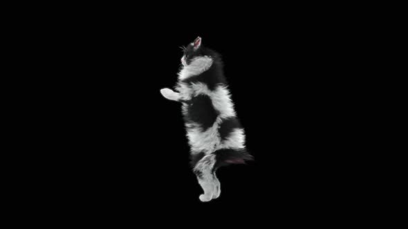 Cat Dancing HD