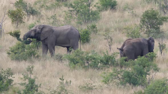 Big elephant eats from a bush 