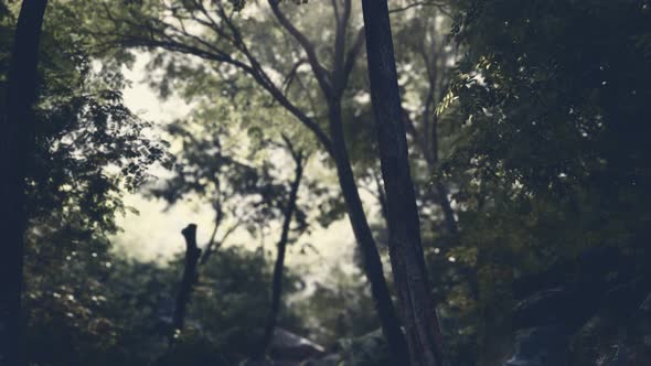 Fog in the Mysterious Rainforest