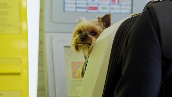 Yorkshire Terrier Sits in a Dog Carrier Backpack and Looks at the Camera