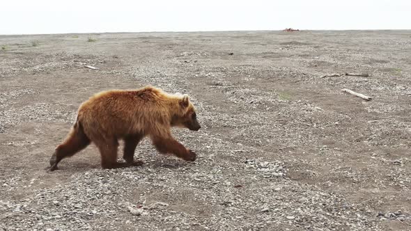 The Kamchatka Brown Bear Walks Through the Rocky Landscape