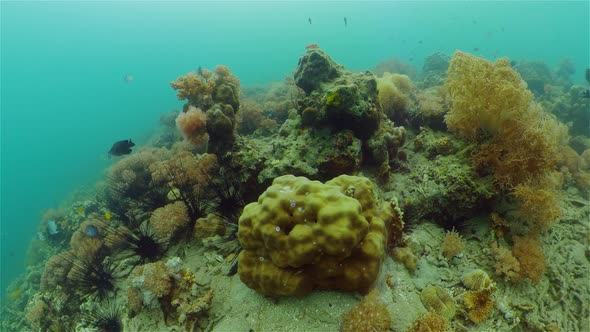 Coral Reef with Fish Underwater