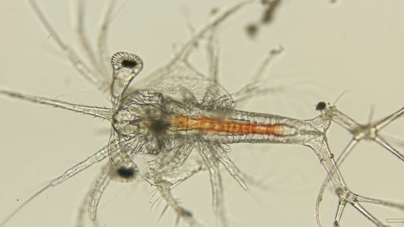 Shrimp Larva Under a Microscope, at the 3Rd Stage of the Zoea, Many Decapoda Larvae Go Through This