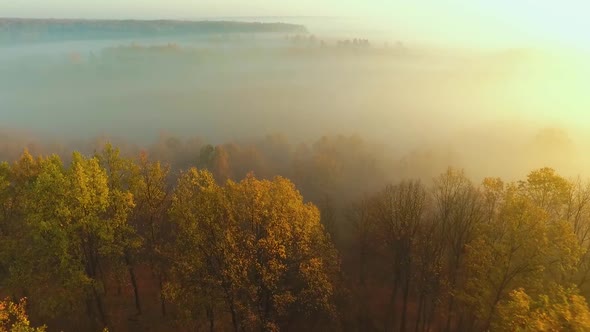 Colorful autumn forest covered with thick fog