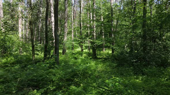 Beautiful Green Forest on a Summer Day Slow Motion