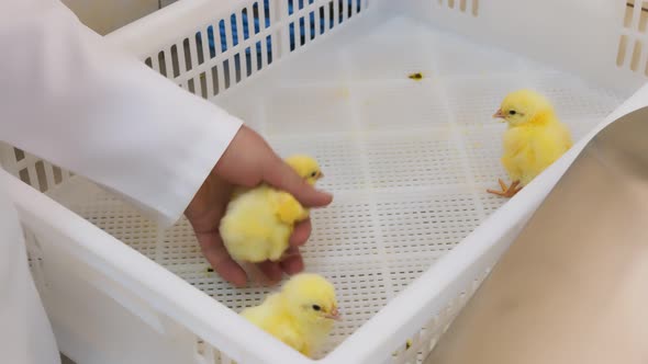 Two Little Chickens in the Arms of a Farmer Close Up. Poultry and Chicken Breeding. Vaccination of