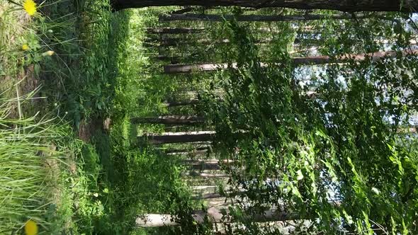 Vertical Video Aerial View Inside a Green Forest with Trees in Summer