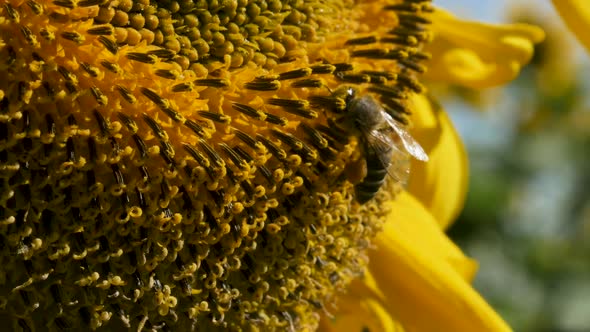 Bee Collecting Pollen From A Flower Close Up
