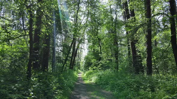 Beautiful Green Forest on a Summer Day Slow Motion