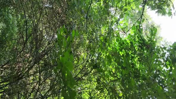 Vertical Video of a Forest with Trees in Ukraine