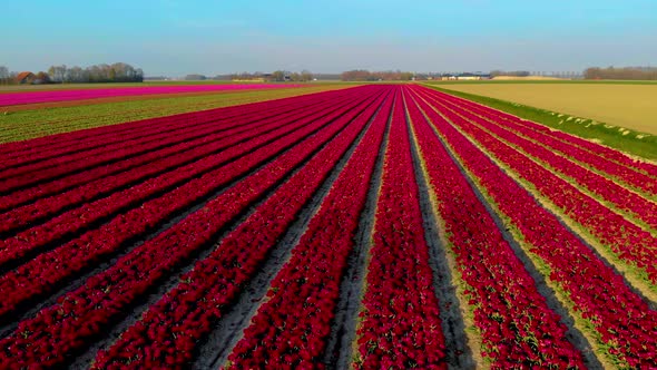 Tulip Field in The Netherlands Colorful Tulip Fields in Flevoland Noordoostpolder Holland Dutch