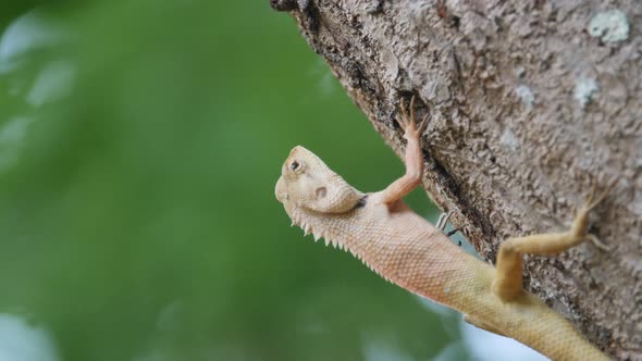 The chameleon is on the tree