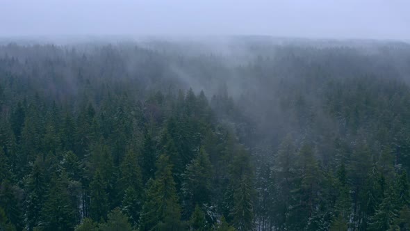 Winter Forest Drone 4K