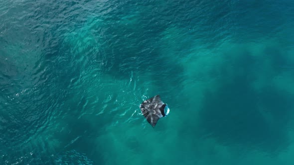 Lone Mantaray in stunning tropical water doing surface feeding creating ripples