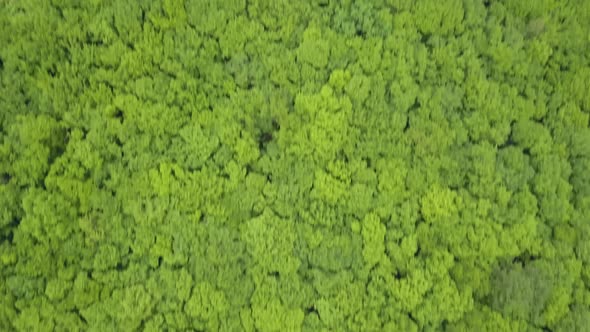 Very dense mixed green forest - view from above, aerial footage with no spaces, very tight. Nature N