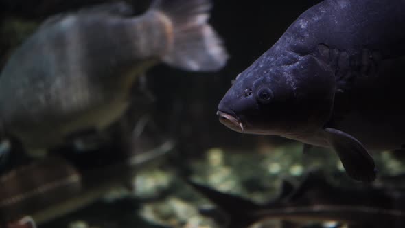 Close Up of Carp Swim in Pond