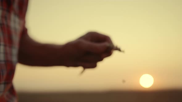 Man Agronomist Hands Examining Wheat Grains at Sunset Country Field Closeup