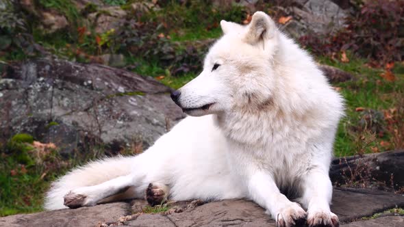 The arctic wolf