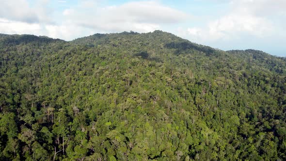 Drone view green rainforest
