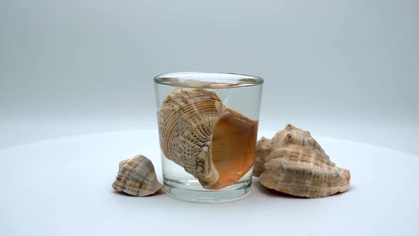 Rapana sea shells on a white background