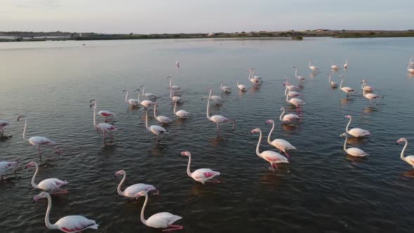 Flamboyance Of Pink Flamingos Wading On The Shallow Water By The Vendicari Reserve, Sicily, Italy At