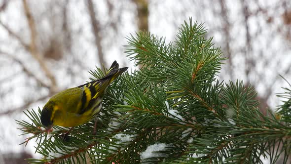 Siskin Eats A Sunflower Seed Sitting On A Spruce Branch