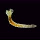 Worm Manayunkia baicalensis under a microscope, of the family Fabriciidae - VideoHive Item for Sale