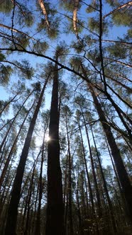 Vertical Video of the Forest By Day