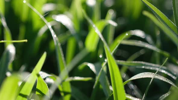 Fresh Green Grass with Dew Drops Closeup Footage