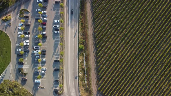 Aerial View of Vineyards Field Plantation on Sunset