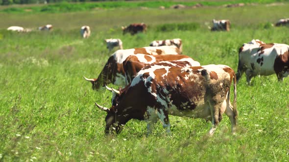 Cows Grazing on Pasture