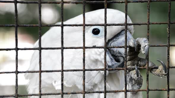 Caged White Cockatoo Parrot