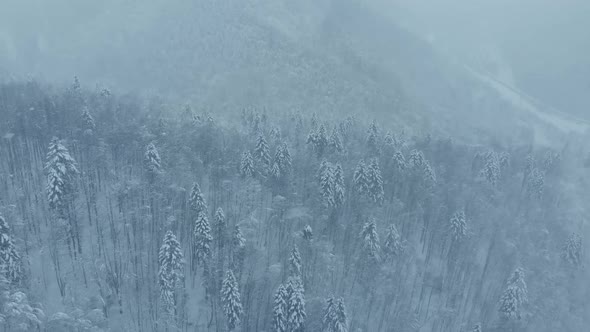 Aerial shot: spruce and pine winter forest completely covered by snow.