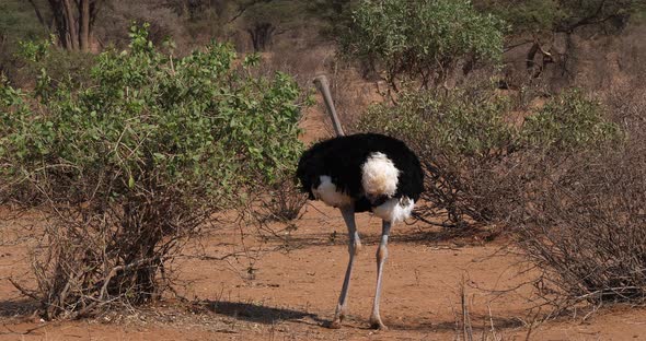 Somali Ostrich, Struthio camelus molybdophanes, Male walking through the Bush