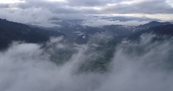 AERIAL: Tea fields in Cameron Highlands