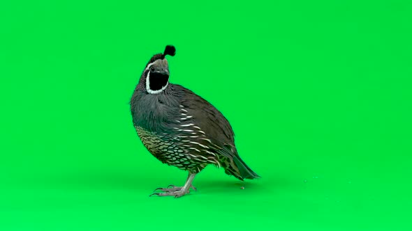 California Quail on a Green Screen. Slow Motion