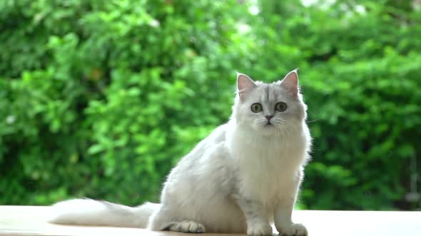 Cute Persian Cat Playing On Table