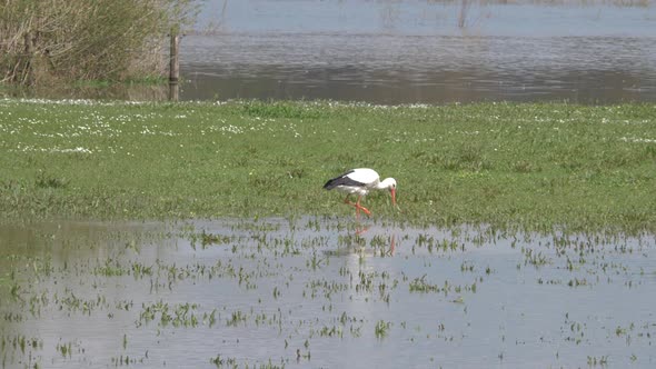 Stork forage for food at the floodplains of the river IJssel in the Netherlands