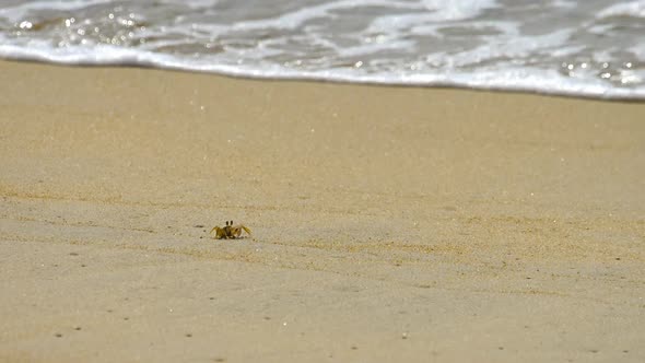 Crab on the Sandy Beach