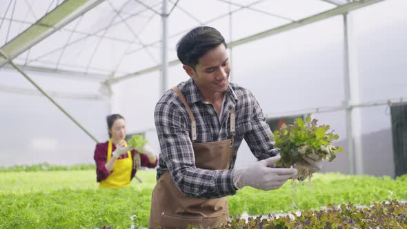 Hydroponics farm organic fresh harvested vegetables concept