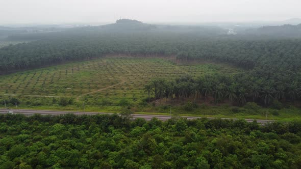 Aerial view oil palm farm after replant near railway track