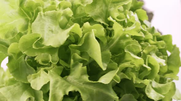 Green oak and red oak fresh lettuce planted in the Hydroponics style is beautifully placed and slowl