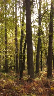 Vertical Video of a Forest in an Autumn Day