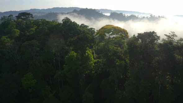 Aerial view of prime tropical forest: a jungle with birds and beautiful trees