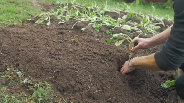 Young male gardener transplanting turnips MEDIUM SHOT