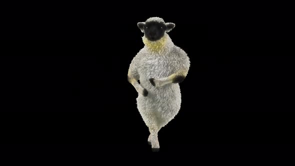 26 Sheep Dancing 4K