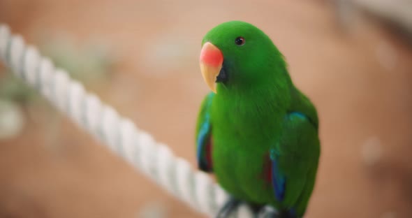 Eclectus parrot (Eclectus roratus) sitting on a rope. BMPCC 4K