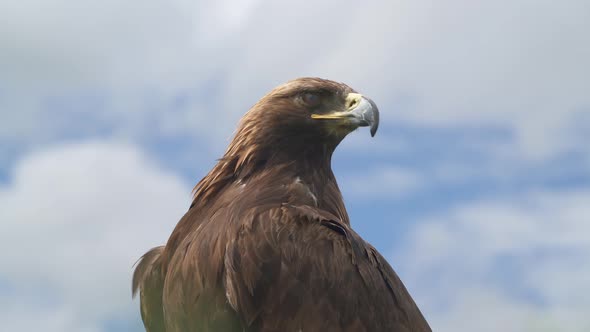 Golden Eagle Head